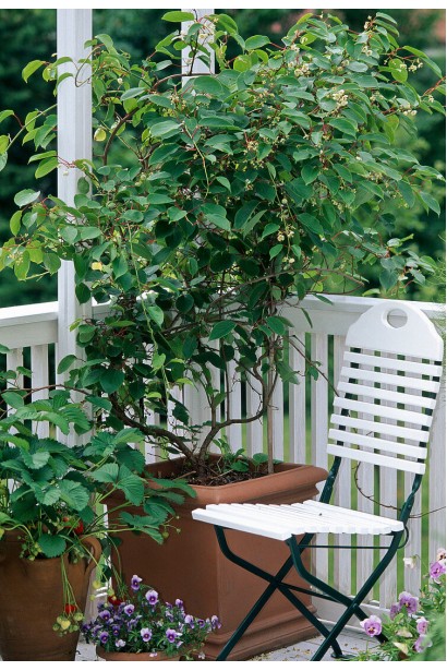 Актинідія аргута Вейк посадка